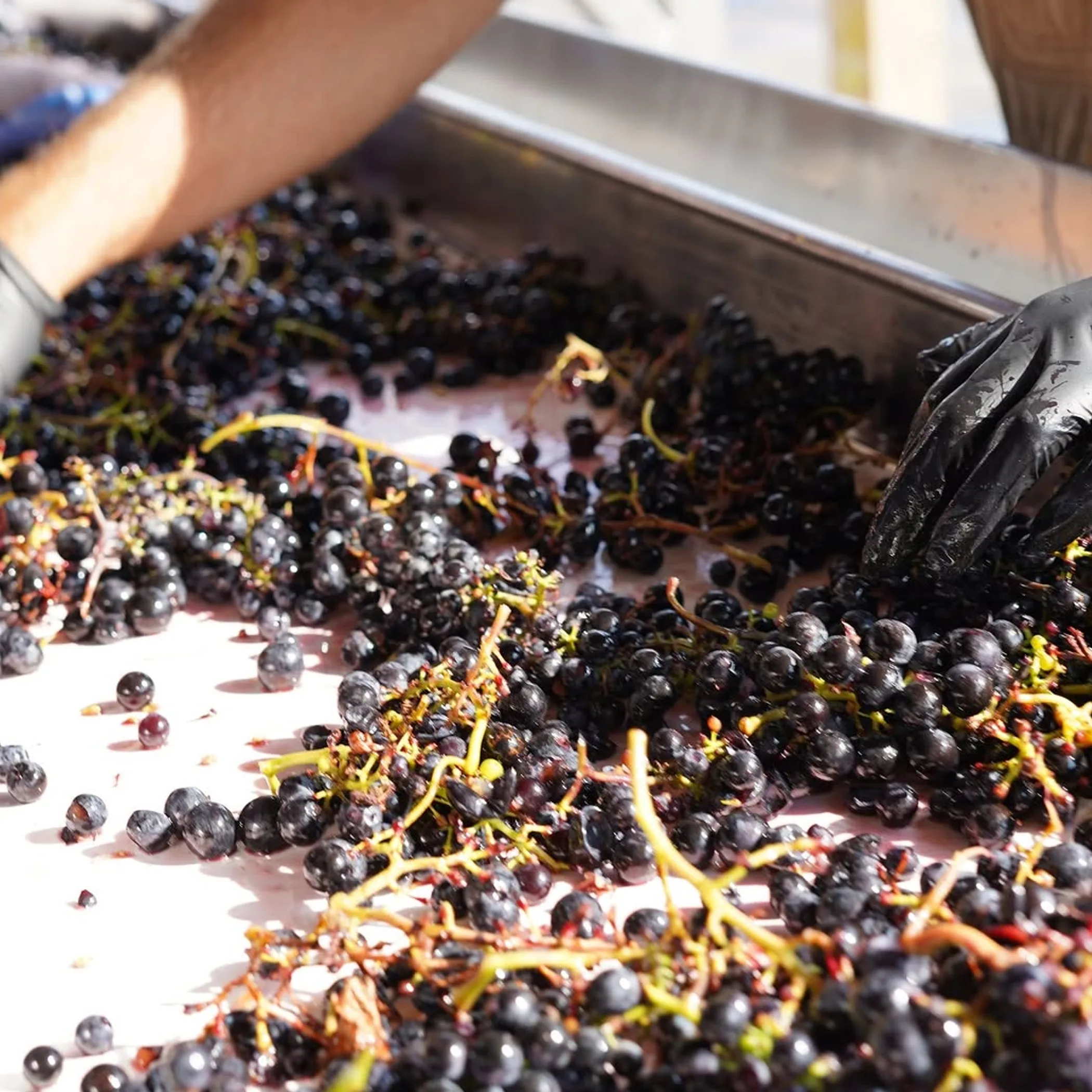 grapes being harvested