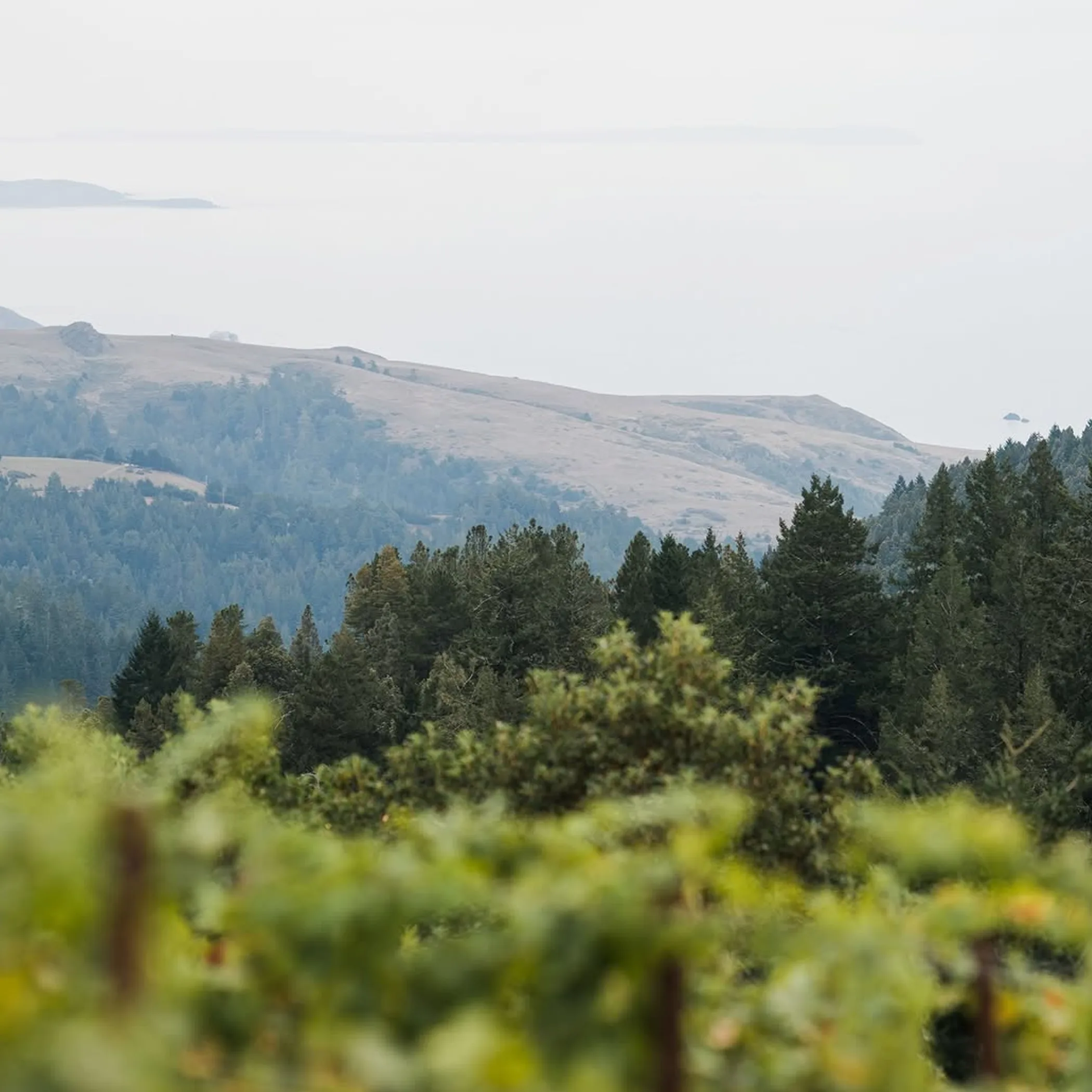 vineyard layers and ocean-influenced terrain