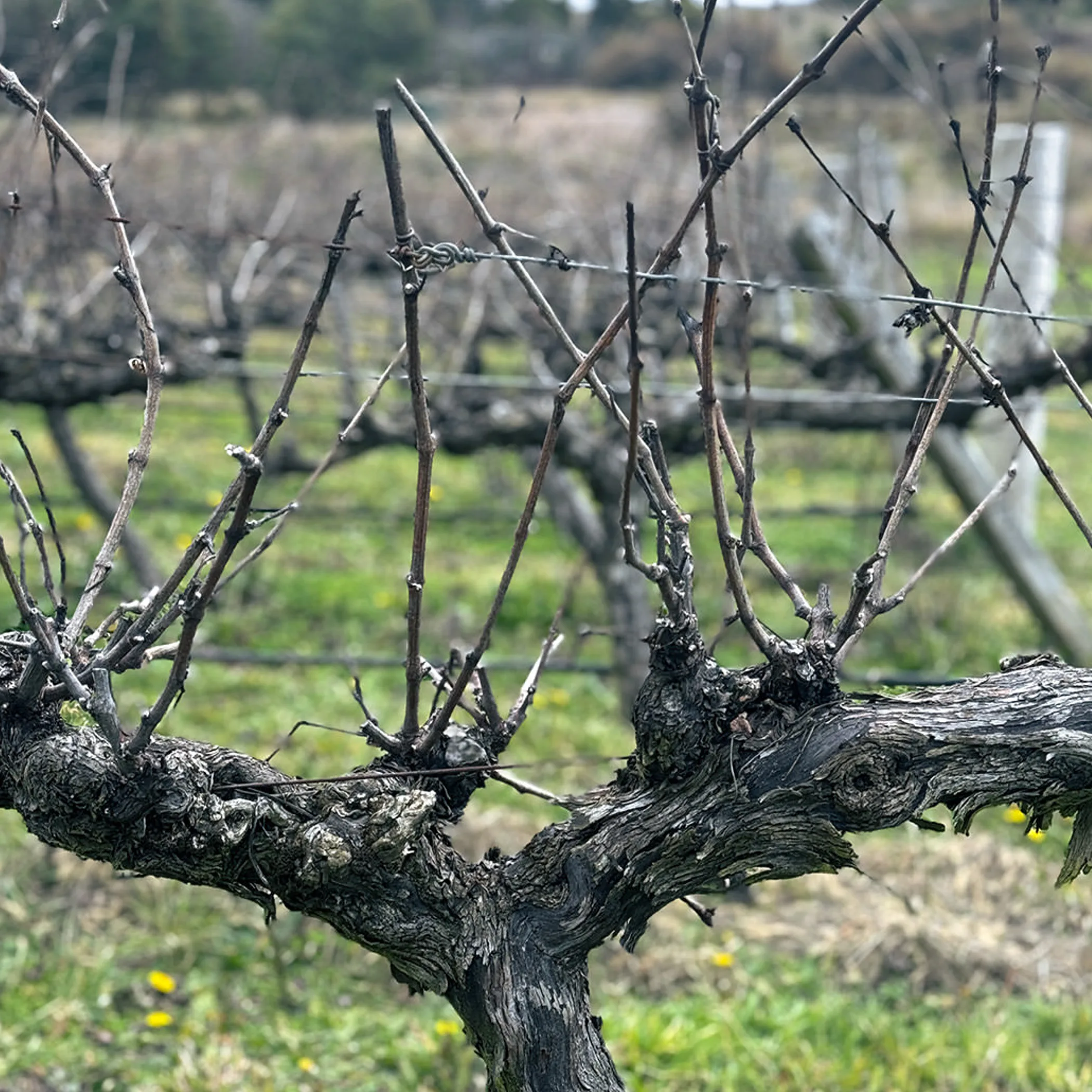 mature vineyard vines